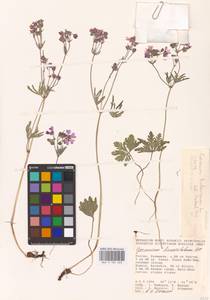 Geranium tuberosum L., Eastern Europe, Lower Volga region (E9) (Russia)