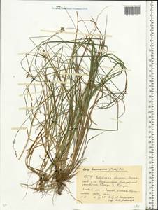 Carex brunnescens (Pers.) Poir., Eastern Europe, Belarus (E3a) (Belarus)