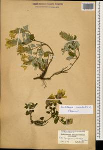 Scutellaria orientalis L., Caucasus, Stavropol Krai, Karachay-Cherkessia & Kabardino-Balkaria (K1b) (Russia)