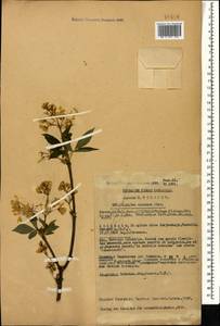 Staphylea colchica Stev., Caucasus, Abkhazia (K4a) (Abkhazia)