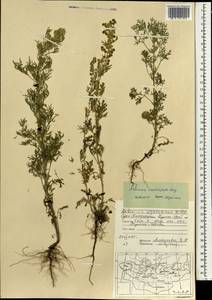 Artemisia macrocephala Jacquem. ex Besser, Mongolia (MONG) (Mongolia)