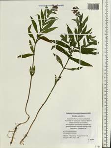 Stachys palustris L., Eastern Europe, North-Western region (E2) (Russia)