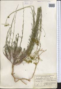 Haplophyllum griffithianum Boiss., Middle Asia, Pamir & Pamiro-Alai (M2) (Tajikistan)