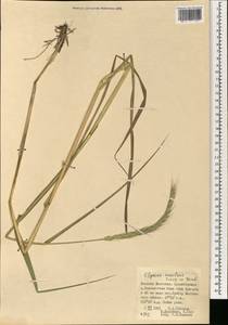 Elymus dahuricus Griseb., Mongolia (MONG) (Mongolia)