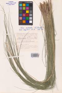Stipa zalesskii Wilensky, Eastern Europe, Lower Volga region (E9) (Russia)