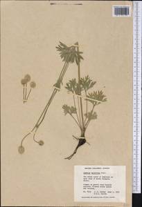 Anemone multifida Poir., America (AMER) (Canada)