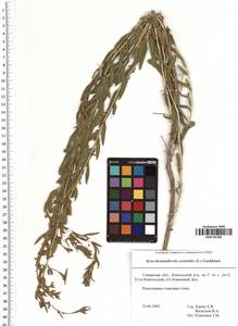 Krascheninnikovia ceratoides (L.) Gueldenst., Eastern Europe, Middle Volga region (E8) (Russia)
