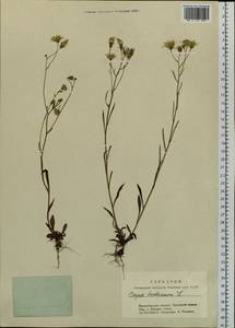 Crepis tectorum L., Siberia, Western Siberia (S1) (Russia)
