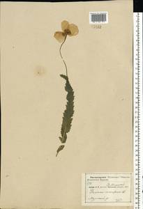 Papaver somniferum L., Eastern Europe, Central region (E4) (Russia)