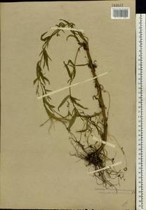 Epilobium palustre L., Eastern Europe, Central forest region (E5) (Russia)