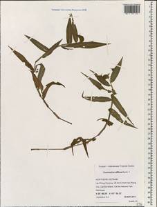 Commelina diffusa Burm.f., South Asia, South Asia (Asia outside ex-Soviet states and Mongolia) (ASIA) (Vietnam)