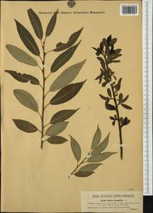 Salix fragilis L., Western Europe (EUR) (Austria)