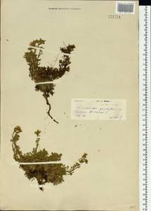 Chamaerhodos grandiflora (Pall. ex Schult.) Bunge, Siberia, Baikal & Transbaikal region (S4) (Russia)