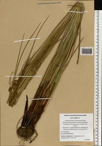 Juncus effusus L., Eastern Europe, North-Western region (E2) (Russia)