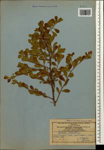 Spiraea crenata L., Caucasus, Azerbaijan (K6) (Azerbaijan)