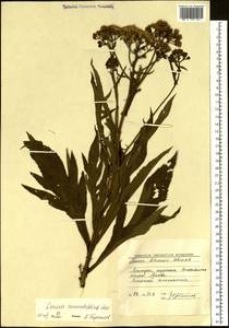 Jacobaea cannabifolia (Less.) E. Wiebe, Siberia, Russian Far East (S6) (Russia)