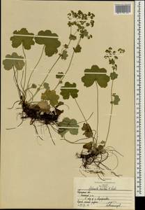 Alchemilla breviloba H. Lindb., Eastern Europe, Central region (E4) (Russia)