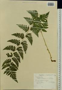 Dryopteris cristata (L.) A. Gray, Eastern Europe, Central region (E4) (Russia)