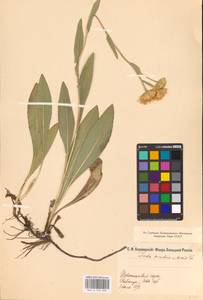 Pentanema oculus-christi (L.) D. Gut. Larr., Santos-Vicente, Anderb., E. Rico & M. M. Mart. Ort., Eastern Europe, South Ukrainian region (E12) (Ukraine)