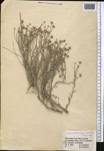 Asterothamnus schischkinii Tamamsch., Middle Asia, Northern & Central Tian Shan (M4) (Kyrgyzstan)