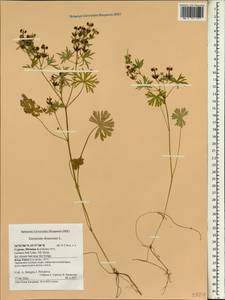 Geranium dissectum L., South Asia, South Asia (Asia outside ex-Soviet states and Mongolia) (ASIA) (Cyprus)