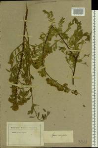Spiraea crenata L., Eastern Europe, Lower Volga region (E9) (Russia)