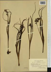 Bellevalia romana (L.) Sweet, Western Europe (EUR) (Italy)