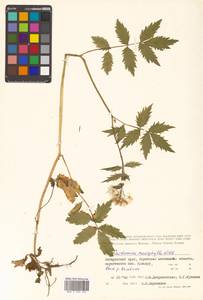 Cardamine macrophylla Willd., Siberia, Russian Far East (S6) (Russia)