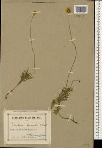 Scabiosa bipinnata C. Koch, Caucasus, Armenia (K5) (Armenia)