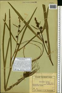 Sparganium emersum Rehmann, Eastern Europe, Moscow region (E4a) (Russia)