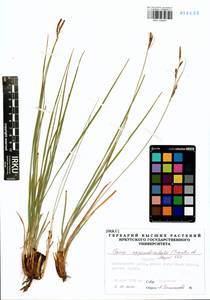 Carex appendiculata (Trautv. & C.A.Mey.) Kük., Siberia, Baikal & Transbaikal region (S4) (Russia)