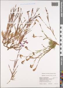 Dianthus chinensis L., Siberia, Baikal & Transbaikal region (S4) (Russia)