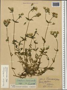 Cerastium multiflorum C. A. Mey., Caucasus, North Ossetia, Ingushetia & Chechnya (K1c) (Russia)