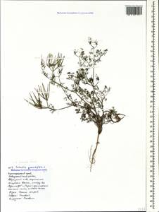 Scandix australis L., Caucasus, Black Sea Shore (from Novorossiysk to Adler) (K3) (Russia)