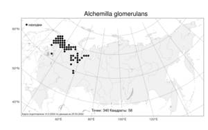 Alchemilla glomerulans Buser, Atlas of the Russian Flora (FLORUS) (Russia)
