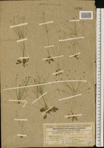 Androsace filiformis Retz., Eastern Europe, Volga-Kama region (E7) (Russia)