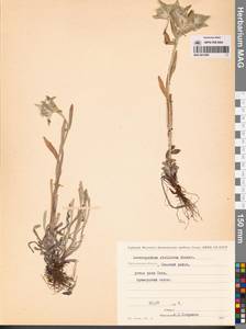 Leontopodium stellatum A. P. Khokhr., Siberia, Chukotka & Kamchatka (S7) (Russia)