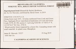 Hygrohypnella bestii (Renauld & Bryhn) Ignatov & Ignatova, Bryophytes, Bryophytes - America (BAm) (United States)