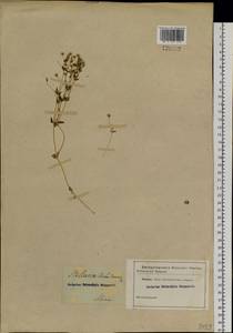 Mesostemma dichotomum (L.) Arabi, Rabeler & Zarre, Siberia (no precise locality) (S0) (Russia)