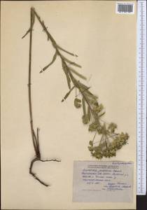 Euphorbia virgata Waldst. & Kit., Middle Asia, Northern & Central Tian Shan (M4) (Kyrgyzstan)