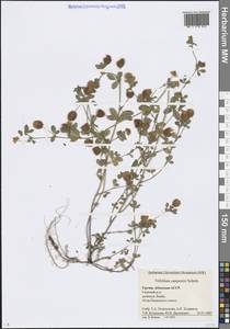 Trifolium campestre Schreb., Caucasus, Abkhazia (K4a) (Abkhazia)