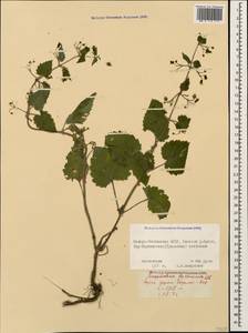 Scrophularia divaricata Ledeb., Caucasus, North Ossetia, Ingushetia & Chechnya (K1c) (Russia)