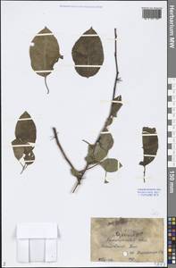 Salix, Middle Asia, Caspian Ustyurt & Northern Aralia (M8) (Kazakhstan)