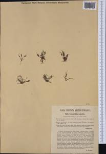 Coleanthus subtilis (Tratt.) Seidel ex Roem. & Schult., Western Europe (EUR) (Czech Republic)