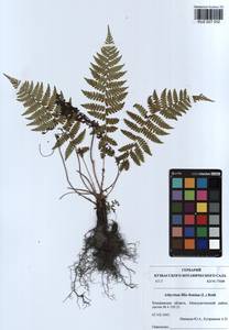 Athyrium filix-femina, Siberia, Altai & Sayany Mountains (S2) (Russia)