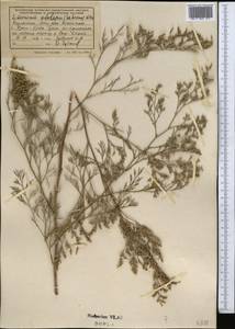 Limonium otolepis (Schrenk) Kuntze, Middle Asia, Syr-Darian deserts & Kyzylkum (M7) (Kazakhstan)