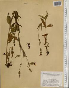 Silene latifolia subsp. alba (Miller) Greuter & Burdet, Siberia, Central Siberia (S3) (Russia)