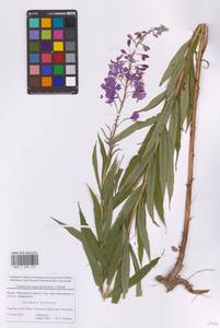 Chamaenerion angustifolium (L.) Scop., Eastern Europe, Moscow region (E4a) (Russia)