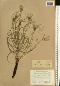 Pseudopodospermum molle (M. Bieb.) Kuth., Eastern Europe, Lower Volga region (E9) (Russia)