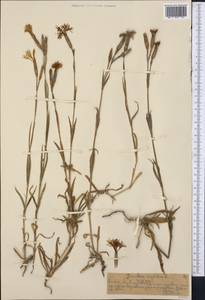 Dianthus superbus L., Middle Asia, Northern & Central Tian Shan (M4) (Kazakhstan)